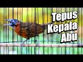 Download Lagu TEPUS KEPALA ABU GACOR NEMBAK RAPAT