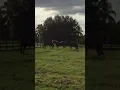 Horse herd behavior and hierarchy