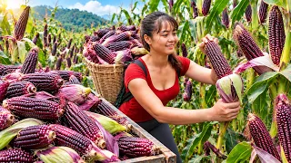 A Bountiful Harvest of Royal White Corn and Jade Corn! From Farm to Village Market