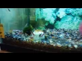 local fish store tour