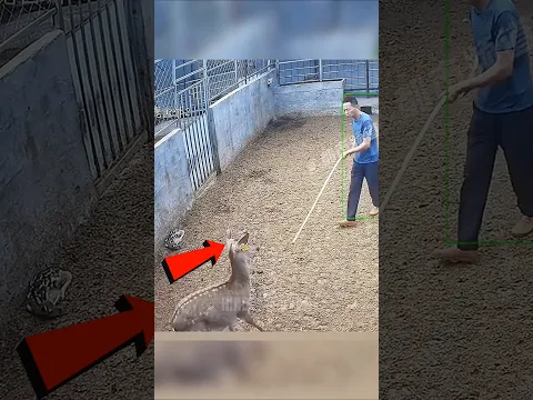 Baby Deer को छूना पड़ा भारी! 😨🦌 #Shorts #YTShorts #WildlifeFacts