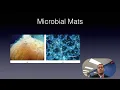 Bacteria and Archaea Lecture 1