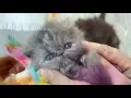 Kedicik 1 Saat Çocuk Şarkısı | Bebek Videoları | Müjde Tuğsuz