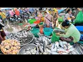 Ever Seen Largest Fish Distribution in Cambodia - Fish Market Scenes and People Activities