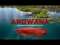 Lagu AROWANA : Mengantar Suhu Kembali Ke Hulu (Documentary)