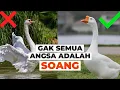 Download Lagu Perbedaan Soang dan Angsa #temansains