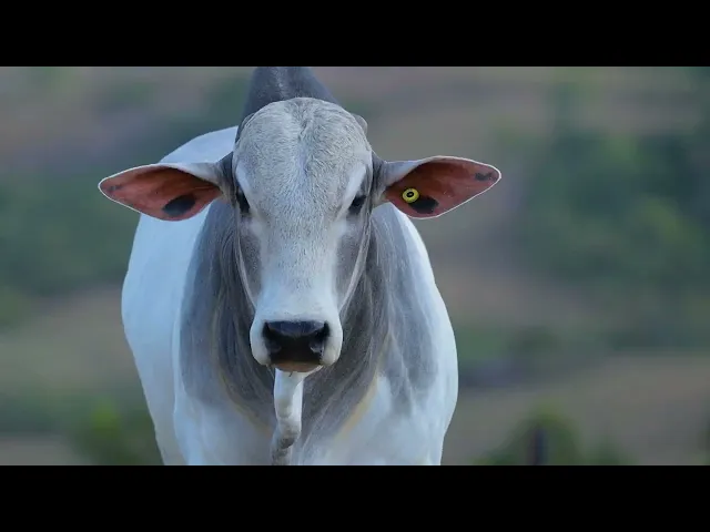 Touro Nelore SABZ - 146