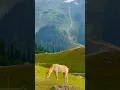 Download Lagu HEAVEN ON EARTH KASHMIR#kashmir#valley#viral#kashmiri#pahalgham#gulmarg#sonamarg#kashmirvalley#valey
