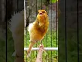 Download Lagu Burung kenari isian #kenari #kenarigacor #masteranburung #pancingankenari #birds #shorts #canario