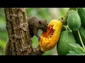 🕊 Spring Bird Sounds with Gentle Piano 🎹 Calming Nature Ambience for Relaxation & Stress Relief