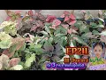 Download Lagu EP211  กระถาง 5.5 นิ้ว 🌸🌸  31สิงหาคม 68  🌸🌸 #อัญญาบอนสี  โทร./ไลน์ 0876115169