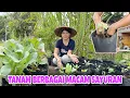 Download Lagu BEGINI CARA KAMI TANAM SAYURAN DI PEKARANGAN RUMAH