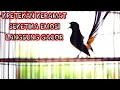 Download Lagu Kretekan dan suara awalan murai batu bikin lawan EMOSI tambah GACOR.