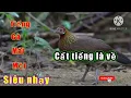 Download Lagu Tiếng gà rừng mái mồi gọi trống chuẩn nhất 2024/tiếng mái mồi
