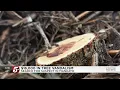 Mankato police searching for person seen on camera damaging dozens of newly planted trees