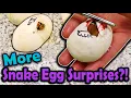 More Surprise Bullsnake Morphs Hatching