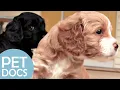 Perfect Puppy for Your Son | Pick A Puppy | Pet Docs