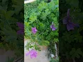 Download Lagu Greek flora, mallow!🌸#countrywalker #flowers #nature #plants #flora #malvaceae #herbs #creta #shorts