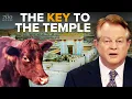 Why Israel s 5 Red Heifers Are So Important To End Times Prophecy