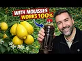 USE THIS ON YOUR TREES RESULTS ARE CRAZY MOLASSES