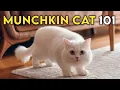 Munchkin Cat 101 - Learn ALL About Them