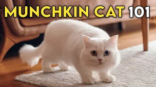 Munchkin Cat 101 - Learn ALL About Them