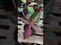 Download Lagu Ready for sale! Aglaonema red borju. size remaja. wa 082136096246 #shorts #tanamanhias #aglonema