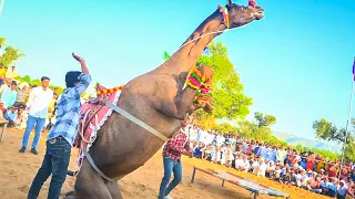 😱 Camel Ne Aaj Sabko Shock Kar Diya! | New Rajasthani Song 2026 | Priyansu Sihag #CamelDance