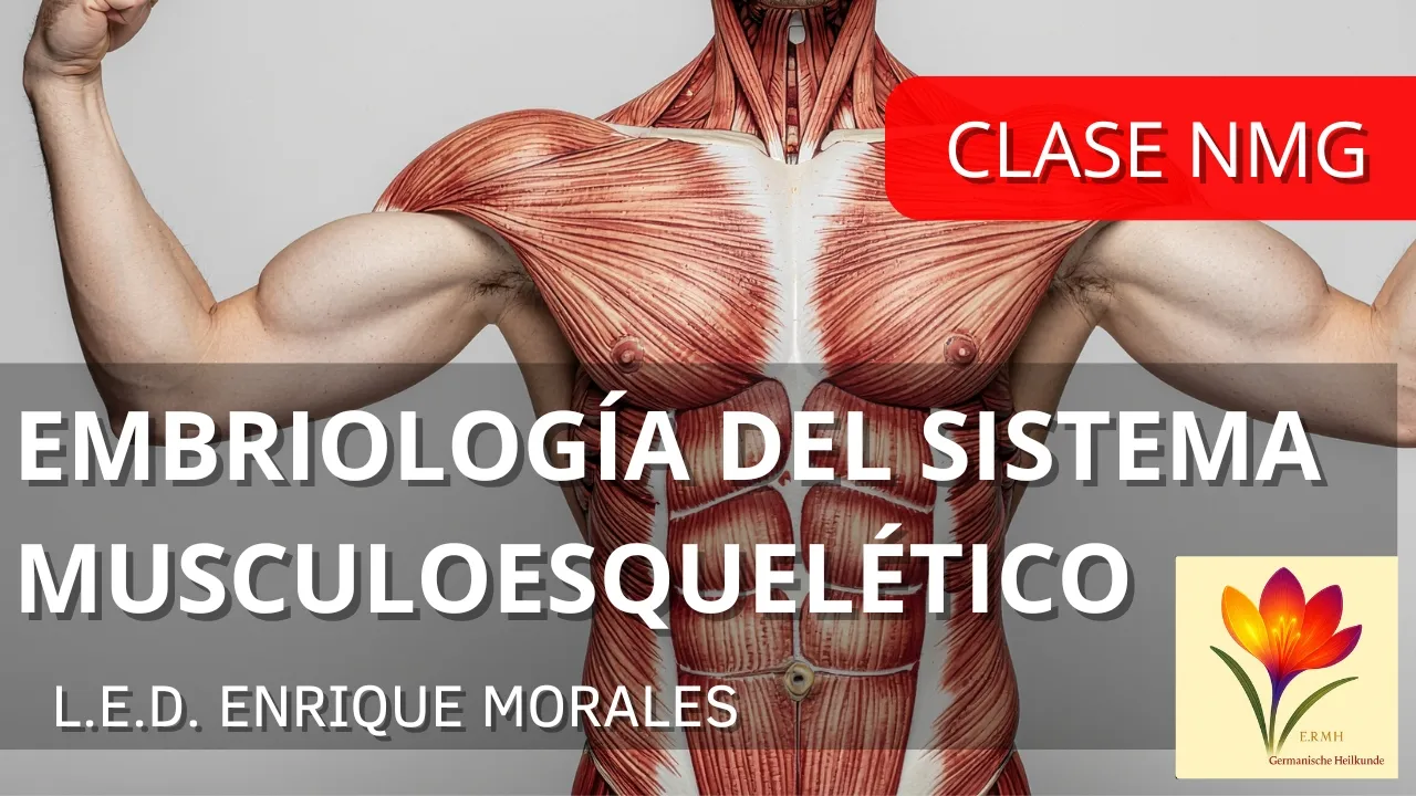 EMBRIOLOGÍA DEL SISTEMA MUSCULOESQUELÉTICO - Clase NMG