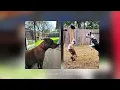 10 Top Private Dog Parks in Austin Texas