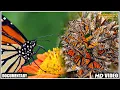 Download Lagu Life Of Monarch Butterfly | Short Documentary | Flight Of The Monarch Butterfly Movie