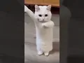 Lagu Cat dancing to Chinese song #cat #catdancing #dancing #china #chinese #tinydancer #kittydance