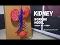 Kidney Working Model Using Cardboard Easy biology Science Project for School nakulsahuart