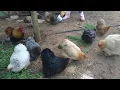 pekin bantam flock