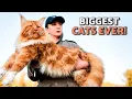 10 LARGEST CAT BREEDS in the World Meet these GIANT CATS