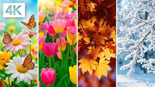 Relax with the Four Seasons in Stunning 4K | Peaceful Sleep Music & Ambient Screensaver