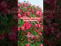 Download Lagu Pesona Mematikan: Keindahan dan Bahaya Bunga Oleander #faktaunik #beritaterkini #bungahias #oleander