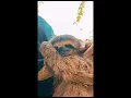 Sloth Meme mov