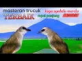Download Lagu Suara trucukan gacor ropel panjang lagu sangat merdu full 2jam untuk masteran trucuk calon juara