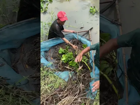 Trapping a lot of big eel fish with primitive technology for survival