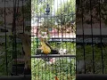 Download Lagu TERAPI BURUNG SOGON MACET BUNYI#sogonviral#birds #shortsfeed
