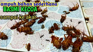 basmi kecoa bahan sederhana sampai tuntas