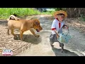 Download Lagu Funny! Lily runs into a dog while carrying cake for Dad | Lily's story