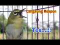 Download Lagu Pancingan Super Bongkar Isian || Masteran Pleci Bustomi Ngalas Buka Paruh