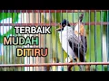 Download Lagu Suara Burung Kutilang Gacor KUTILANG FULL ISIAN VARIASI ampuh untuk Masteran Kutilang lain