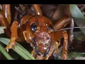 This Potato Bug Eats Everything Documentary