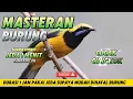 Masteran burung cucak cungkok suara jernih jeda 1 menit #masteranburung #cucakcungkokgacor