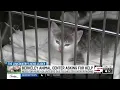 Berkeley Animal Center suffers severe overcrowding needs help from community