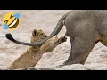 Wee Animals Compilation - Wee Meme Tiktok Animals