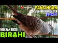 Download Lagu PERKUTUT LOKAL GACOR SUARA PALING AMPUH BIKIN GACOR PERKUTUT